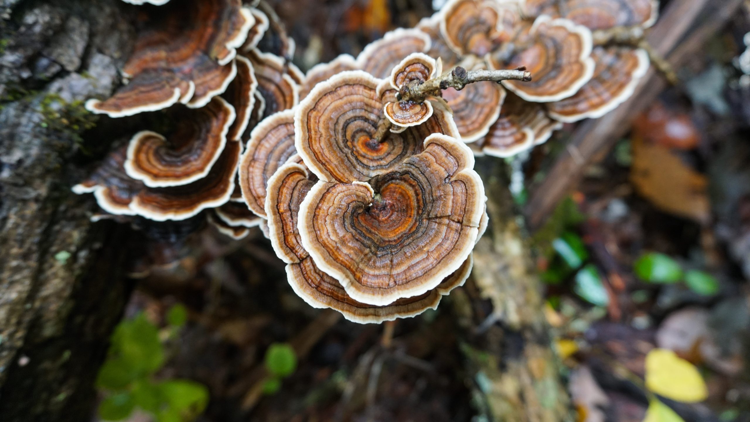 Scientists Create Plastic Coating Alternative From Turkey Tail Mushrooms